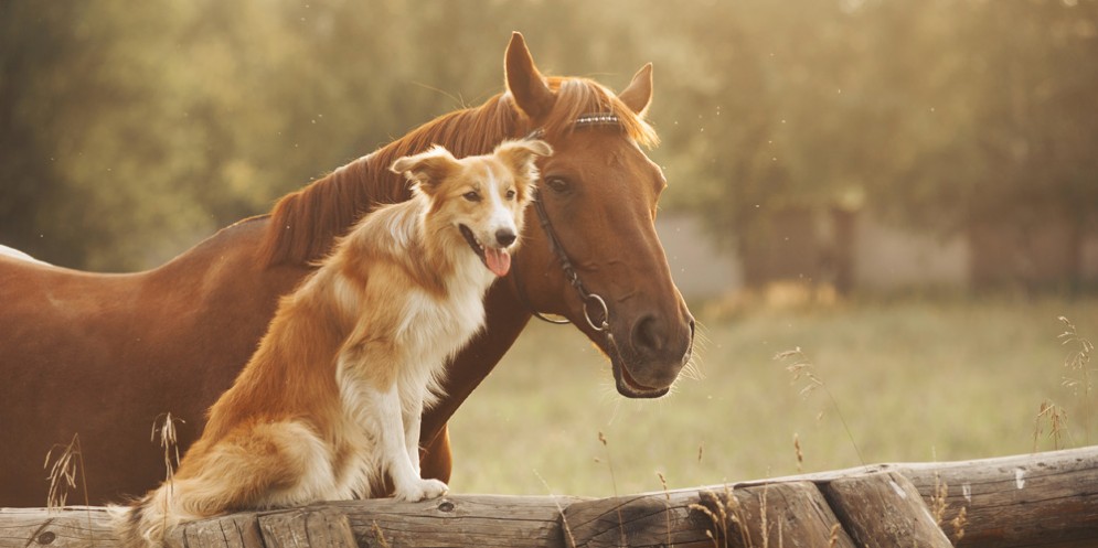 Laboratorio di Pet Therapy presso la Comunità terapeutica Persefone ad Avezzano